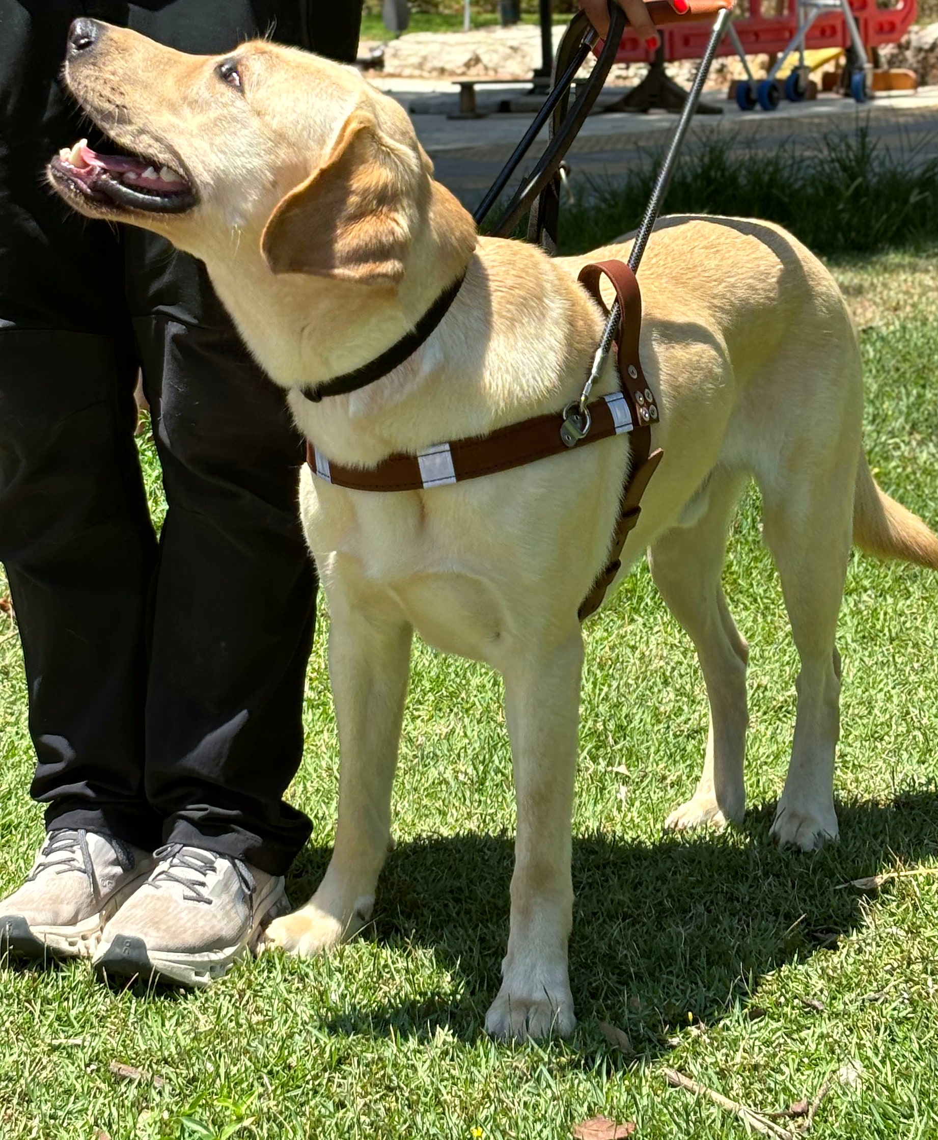 Guide dog wearing a handmade leather harness
