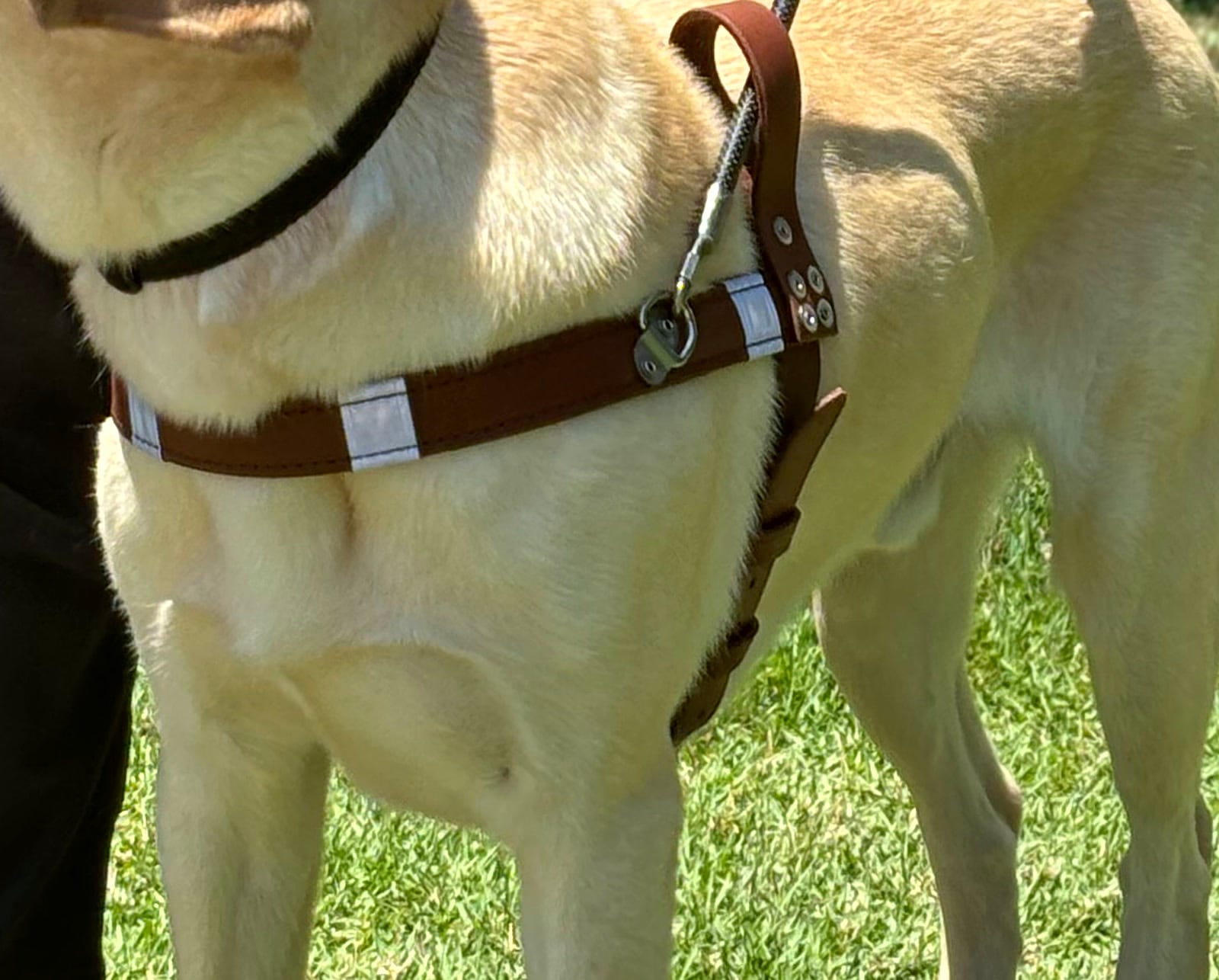 Leather harness